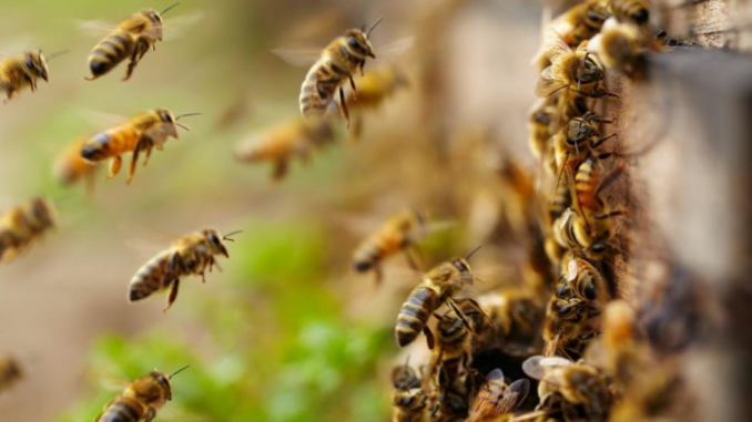 honeybees